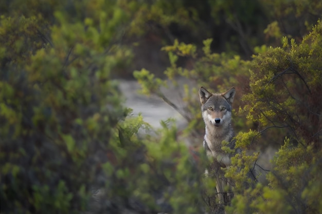 A wolf in the forest