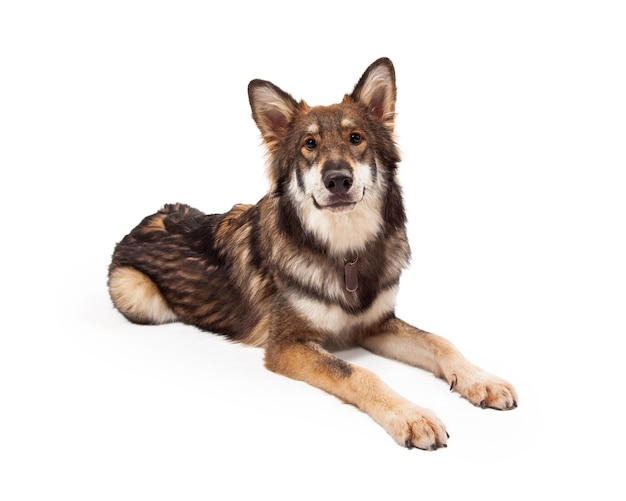 オオカミとジャーマン ・ シェパードのクロス犬の敷設