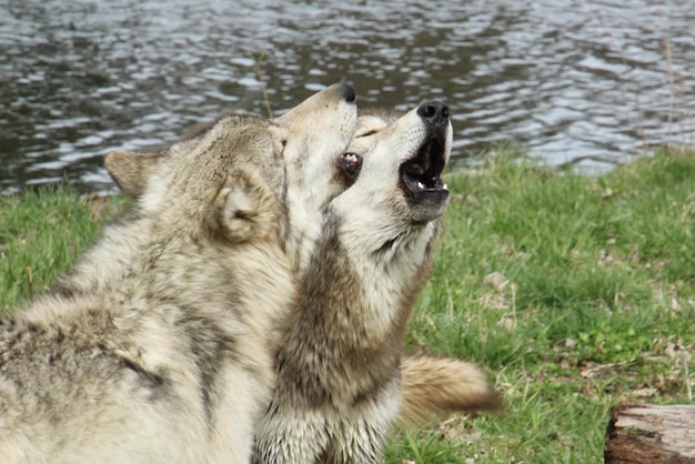 Premium Photo | Wolf howling howling wolf