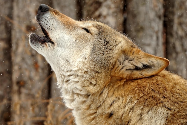 wolf howling Howling wolf