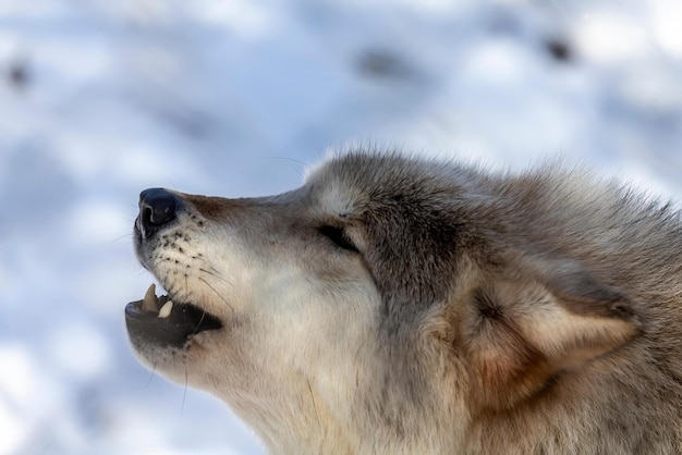 wolf howling Howling wolf