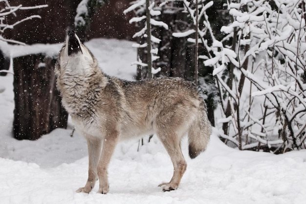 Premium Photo | Wolf howling howling wolf