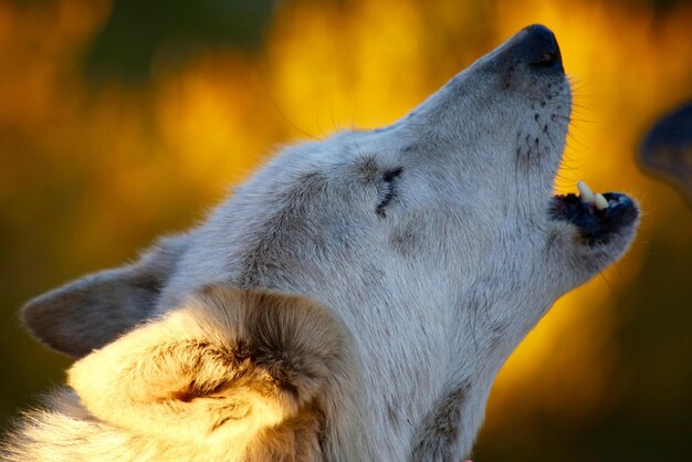 wolf howling Howling wolf