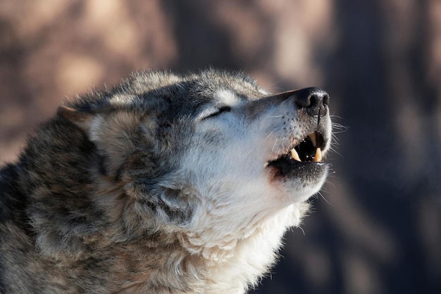 Photo wolf howling howling wolf