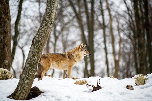 Wolf in het bos met de winterachtergrond