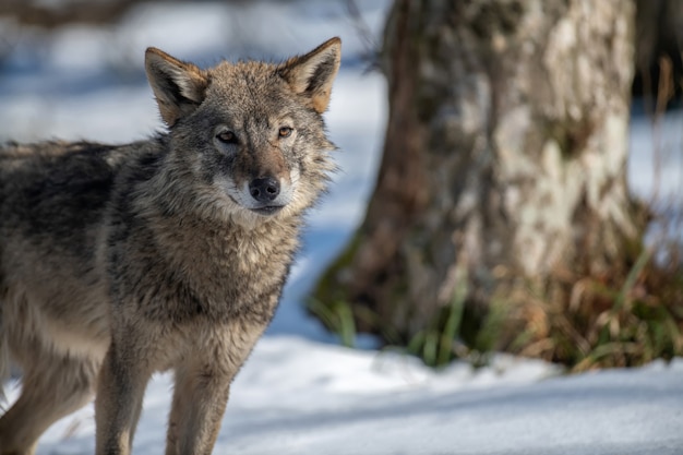 Wolf in het bos van dichtbij. wildlife scène uit de natuur van de winter. wild dier in de natuurlijke habitat