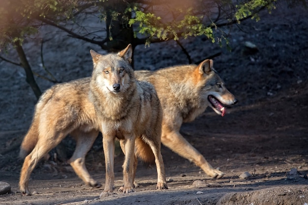 Wolf in het bos