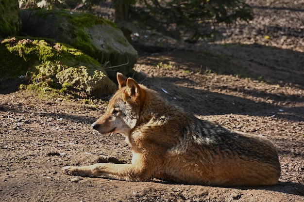 wolf in het bos