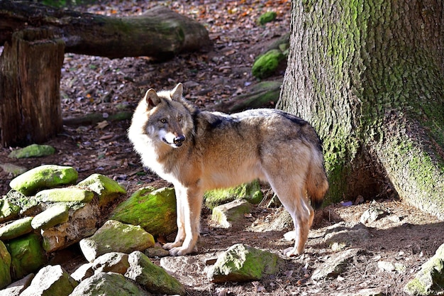 Wolf in het bos