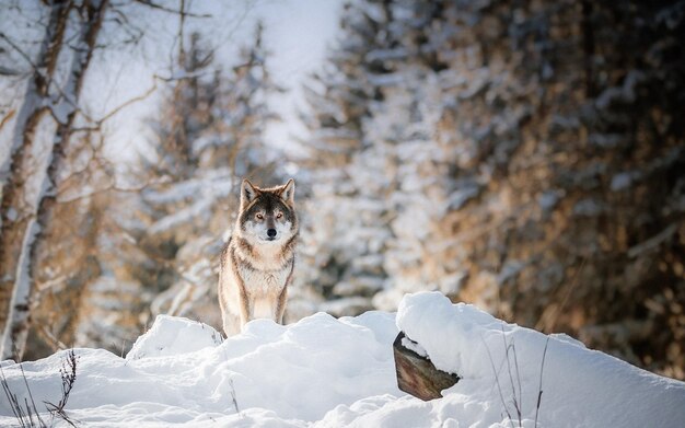 a wolf is standing in the snow in front of some snow