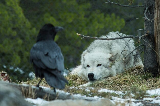 Photo wolf looks at crow