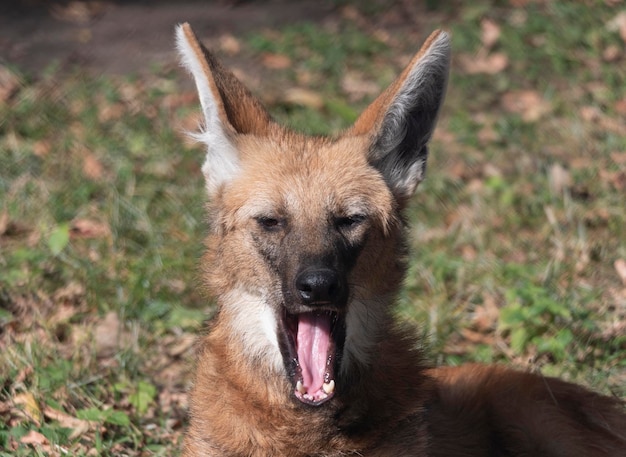 Wolf met rode manen in het gevangen dierenportret