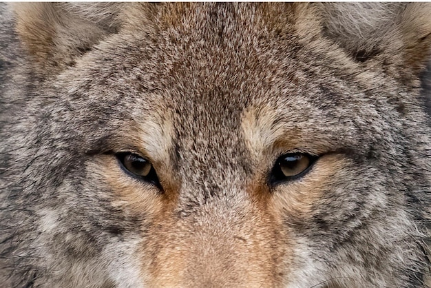 Foto wolf ogen sluiten ogen van wolf