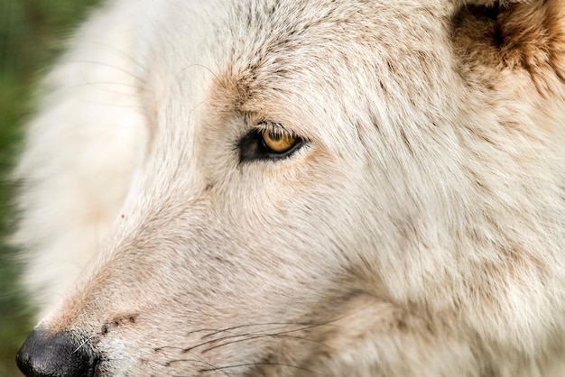 wolf ogen sluiten ogen van wolf