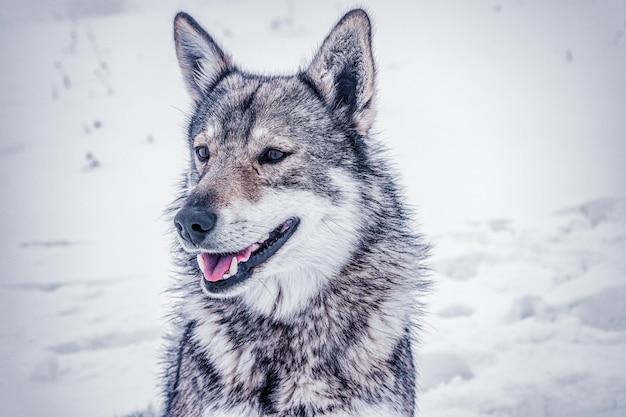 Wolf op een met sneeuw bedekt veld