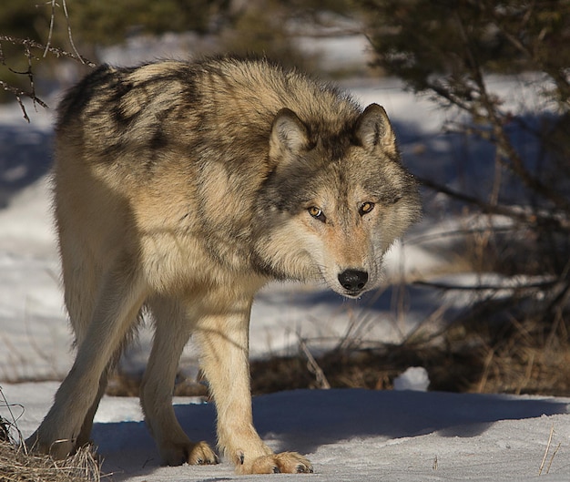 Wolf op een met sneeuw bedekt veld