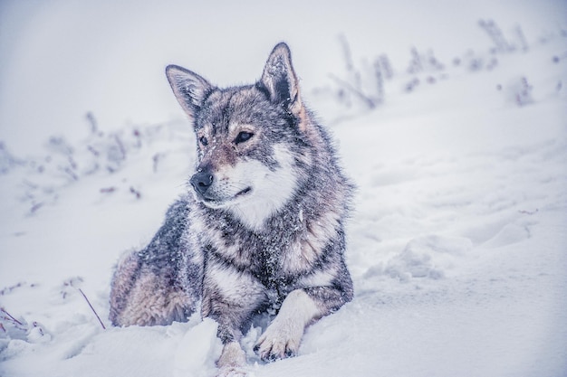 Wolf op een met sneeuw bedekt veld