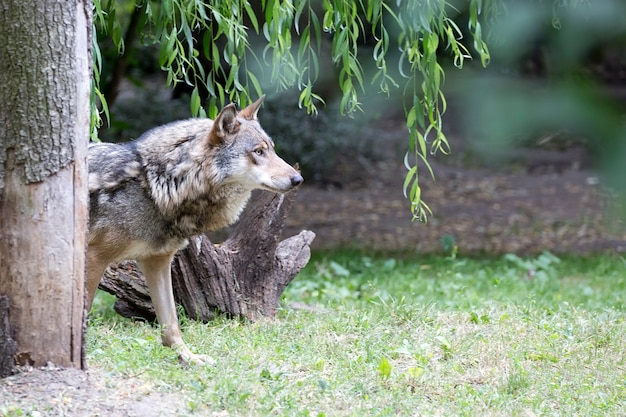 Wolf op een open plek