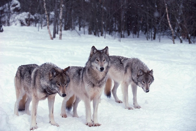 写真 狼の群れ 狼の群れ 森林の狼の群れ