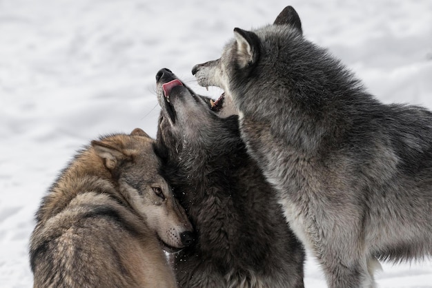 wolf pack een pack van wolven wolf pack in het bos