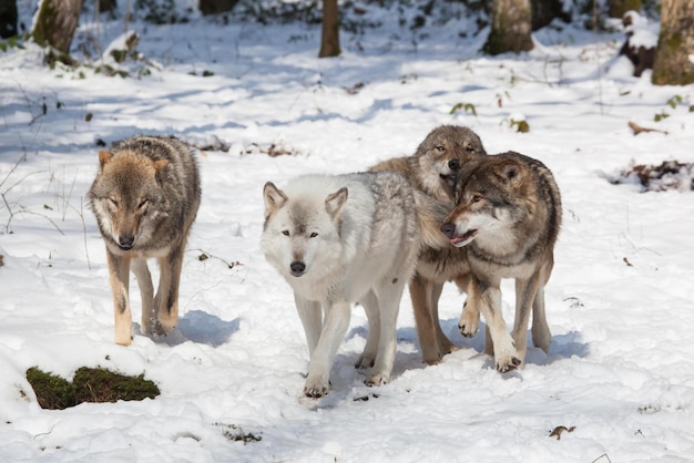 wolf pack een roedel wolven wolf pack in het bos