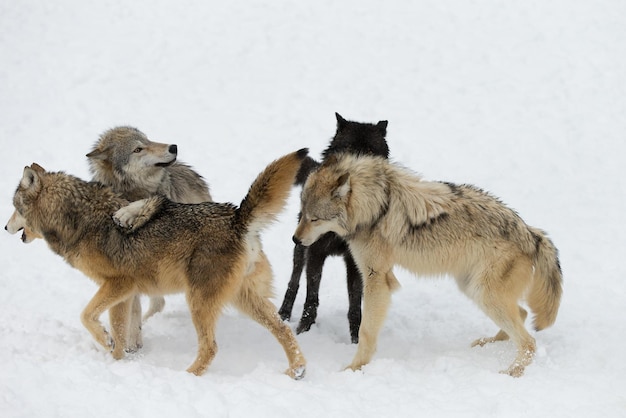 wolf pack a pack of wolves wolf pack in forest