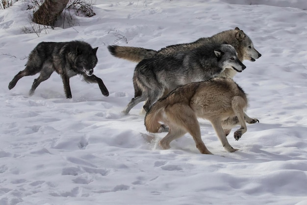 wolf pack a pack of wolves wolf pack in forest