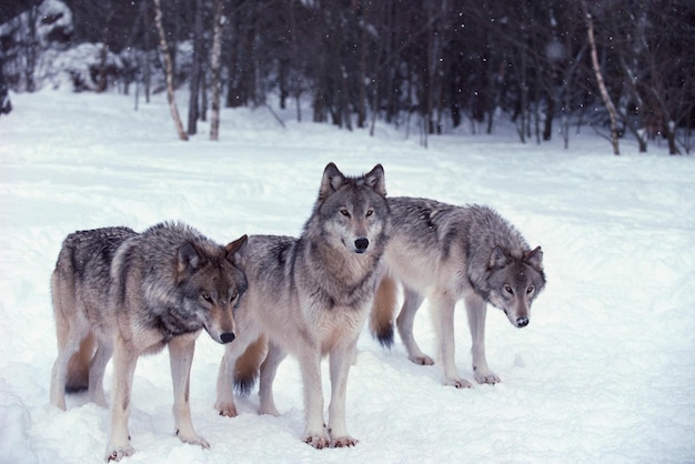 Photo wolf pack a pack of wolves wolf pack in forest