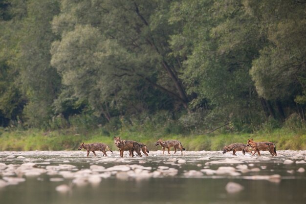 Photo wolf pack of seven crossing river in wilderness