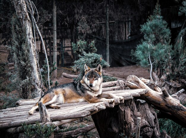 Wolf resting