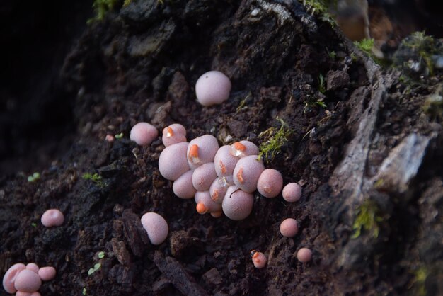 wolf's milk in the forest