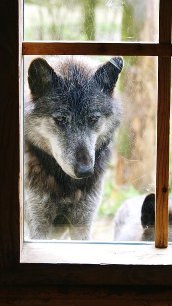 Wolf seen through glass window at zoo