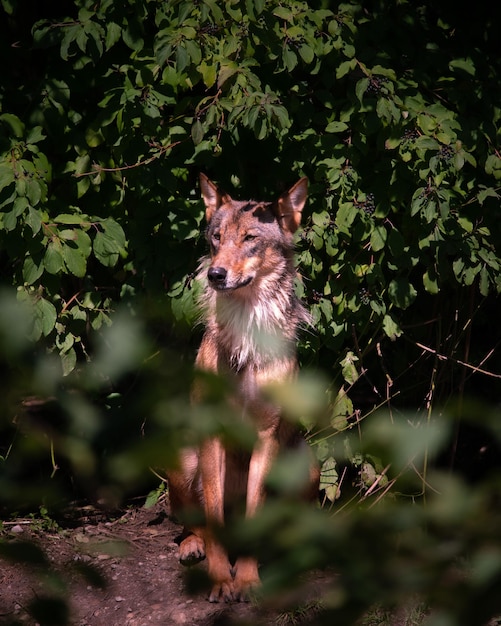 Foto il lupo seduto di fronte a una foresta al sole