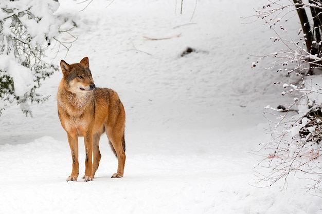 雪の中でオオカミ