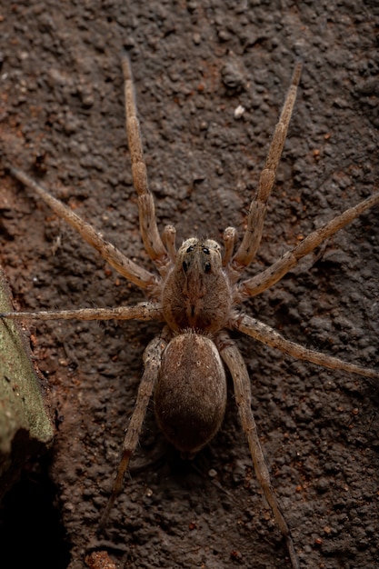 Wolf spider della famiglia lycosidae