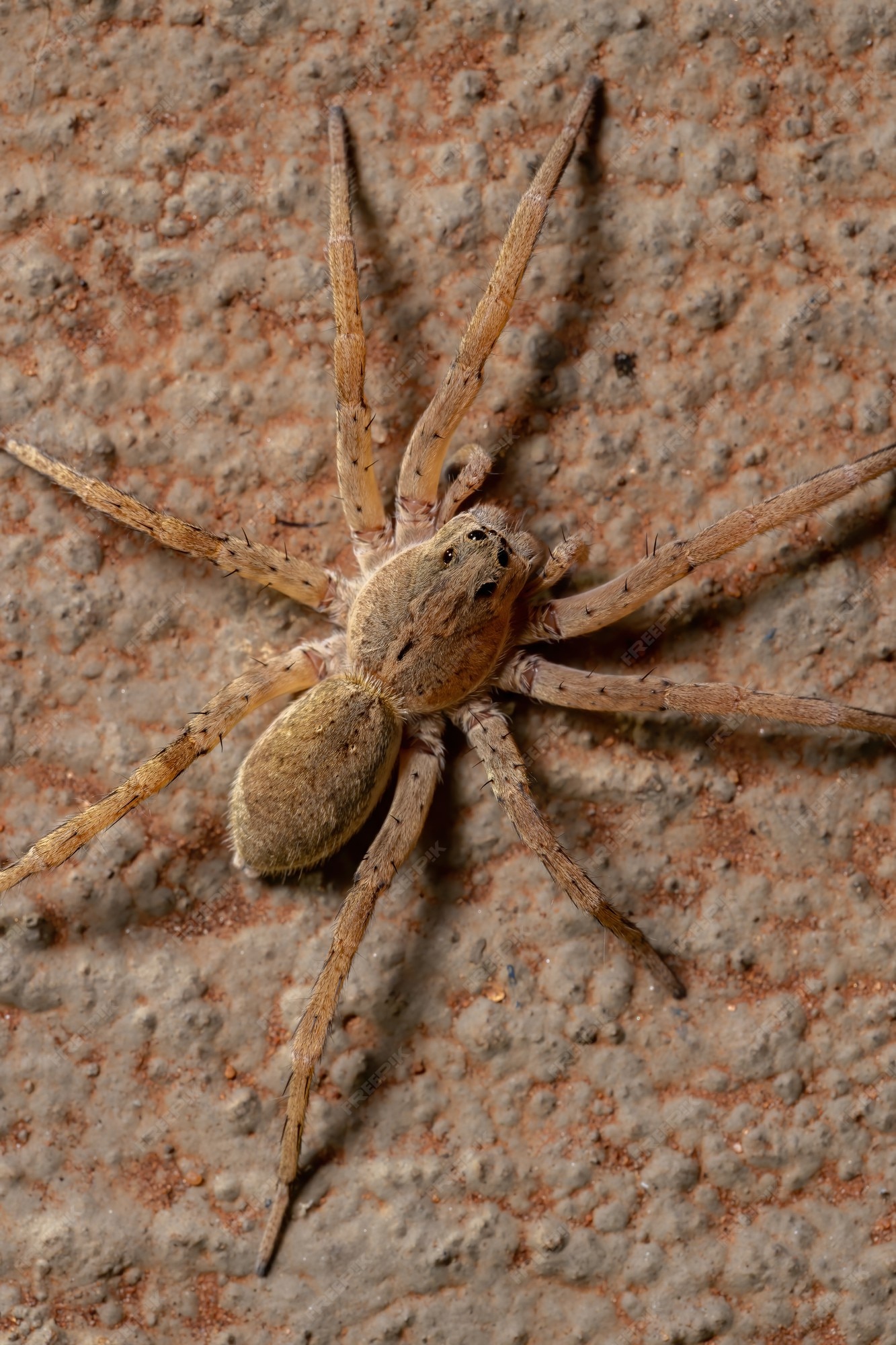 Wolf Spider Identification, Habits & Behavior
