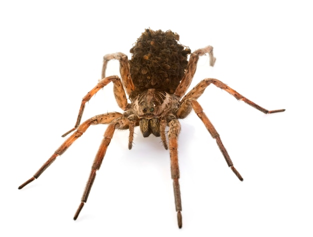 Wolf spider with babies