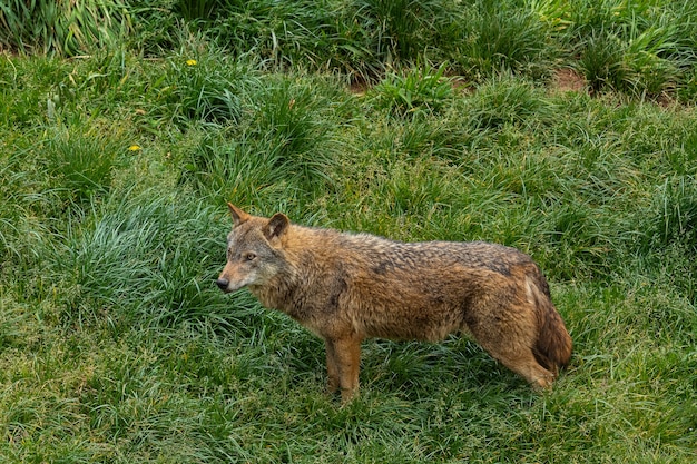 Wolf standing in a meadow.