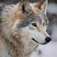 Photo a wolf that has a patch of fur on its face