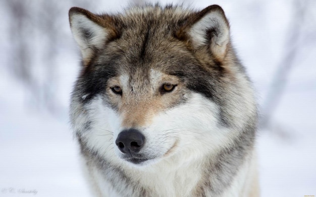 a wolf that is looking at the camera with the name wolf on it