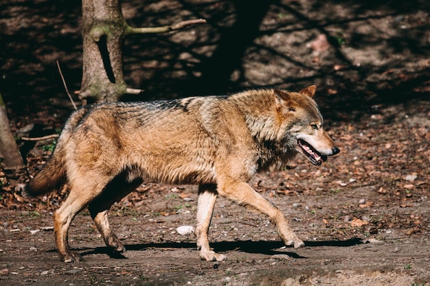 森を歩くオオカミ