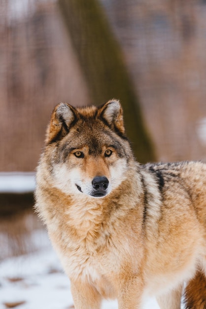 Wolf in the winter forest