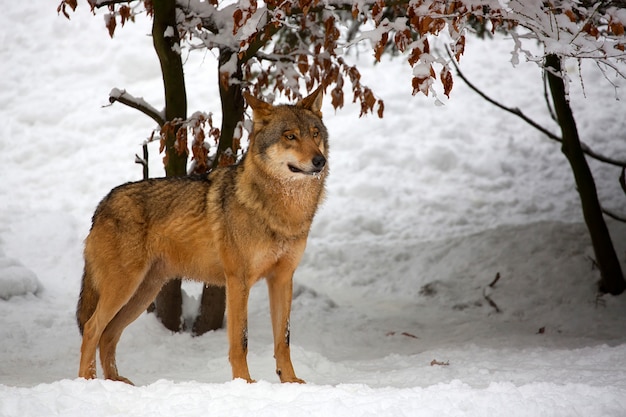 Wolf in winter