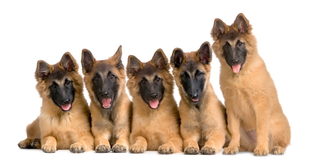 Wolfpack di cinque cuccioli belgi tervuren
