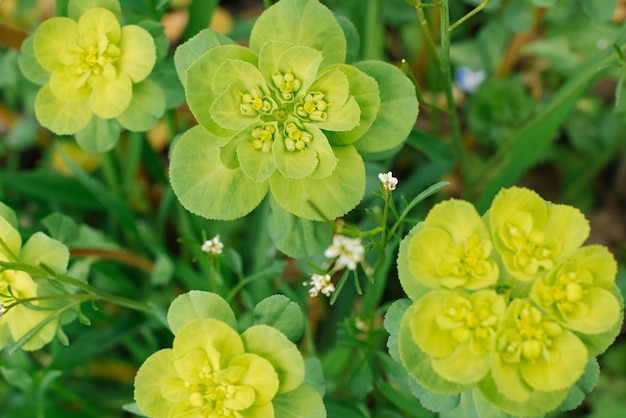 Wolfsmelkhelioscopie in de lente in tuin dichte omhooggaand