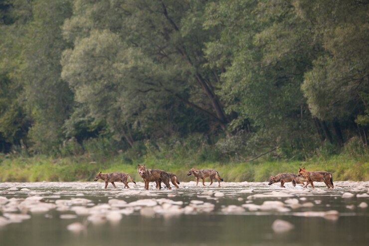 Foto wolfspak van zeven die rivier in wildernis kruisen