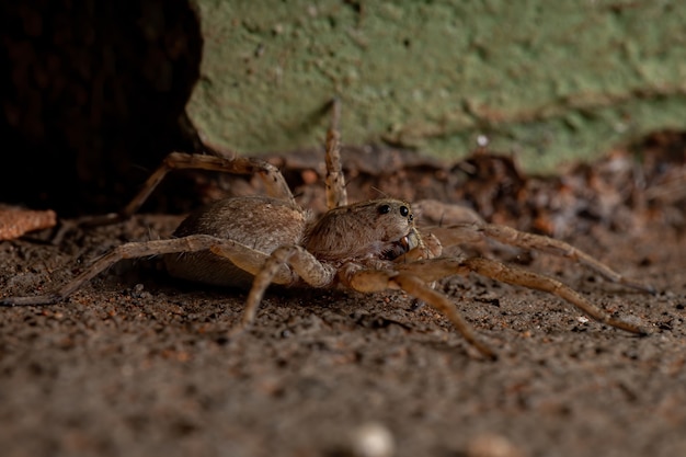 Wolfspin van de familie Lycosidae