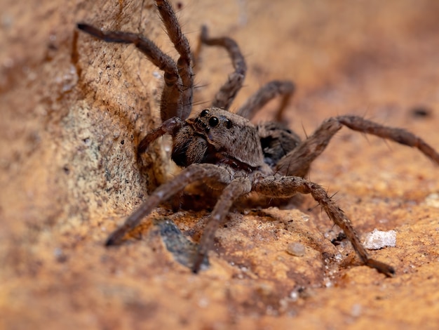 Wolfspin van de familie Lycosidae