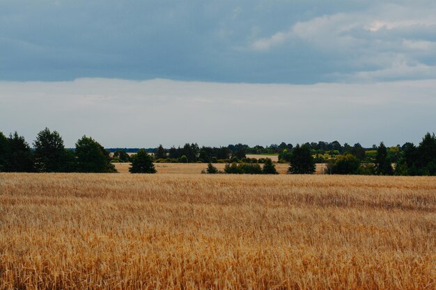 Wolken over het tarweveld