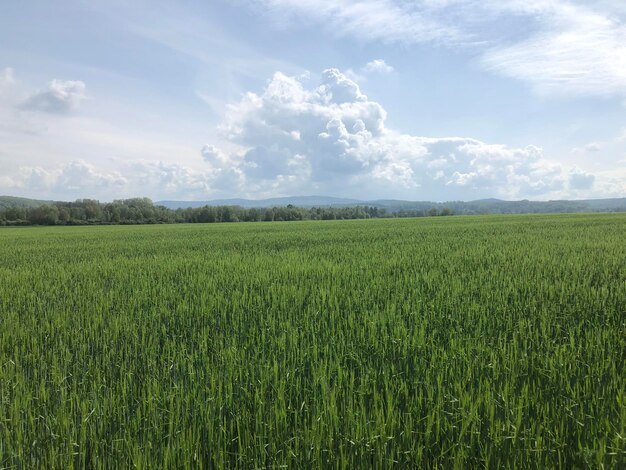 Wolken uber feld